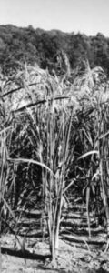 Black-and-white picture of growing upland rice