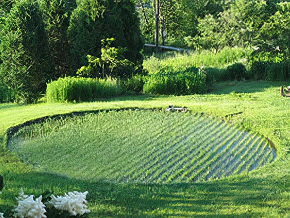 Early-season rice plot at South River Farm