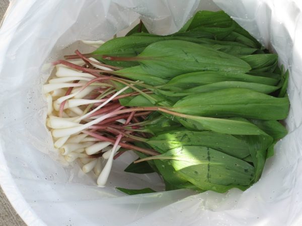 A white bucket full of leeks