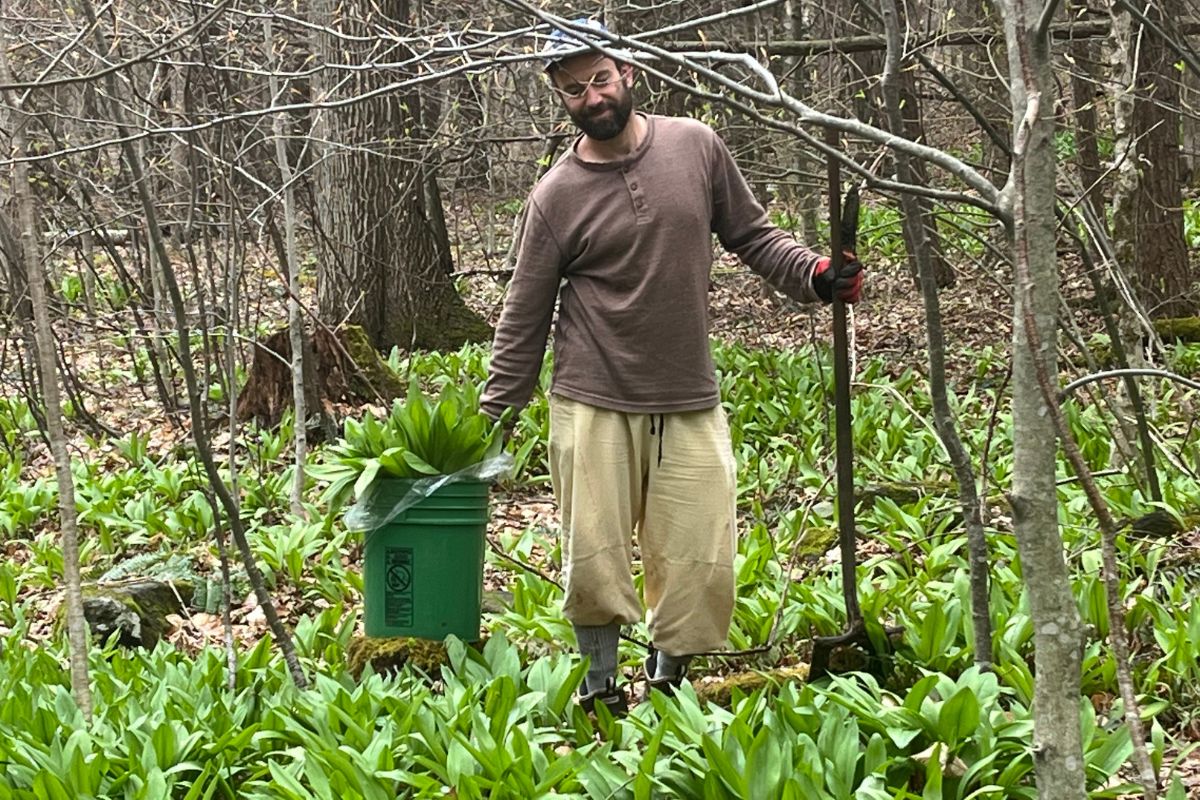 Man harvesting wild leeks