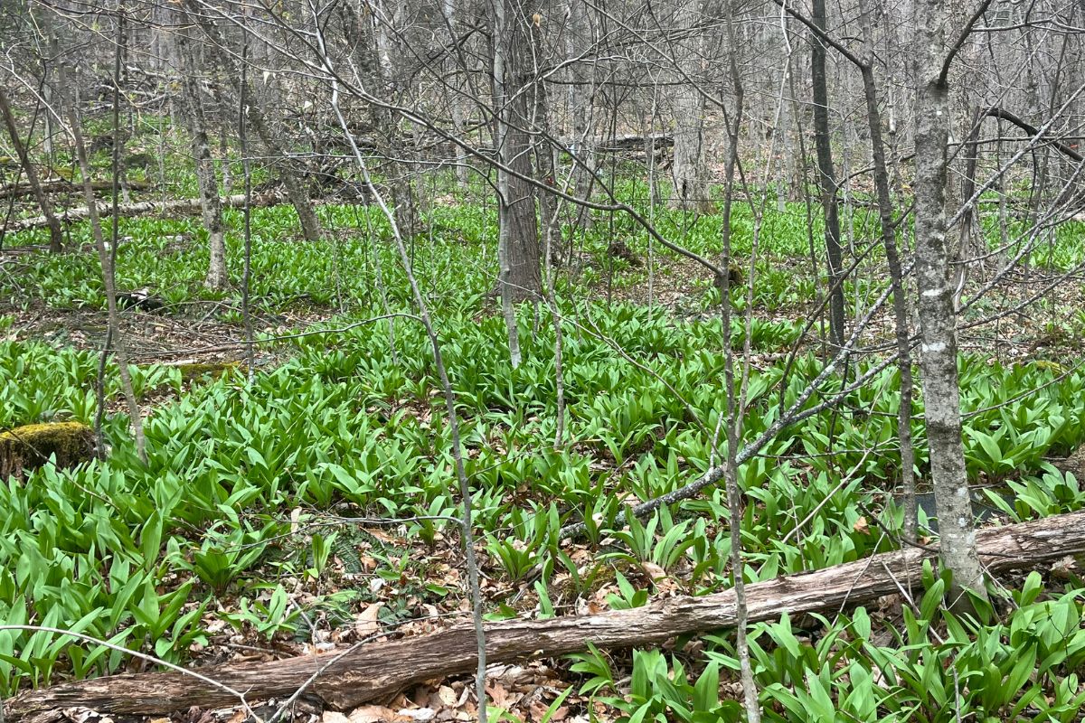 Wild leeks in the woods