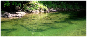 Shady wading area in the South River