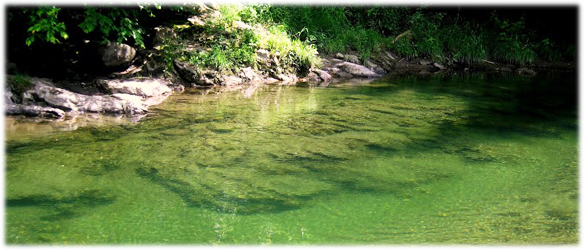 Shady wading area in the South River